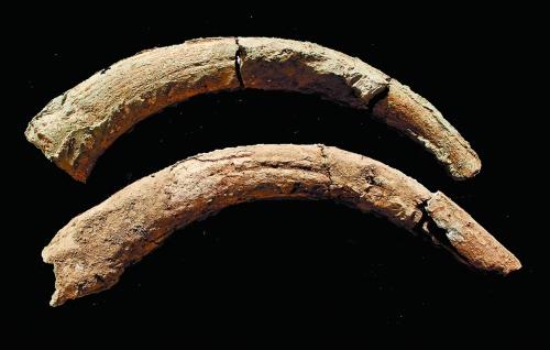 河南靈井許昌人遺址新發(fā)現(xiàn):完整原始牛角化石(圖) 河南靈井許昌人遺址新發(fā)現(xiàn):完整原始牛角化石(圖)