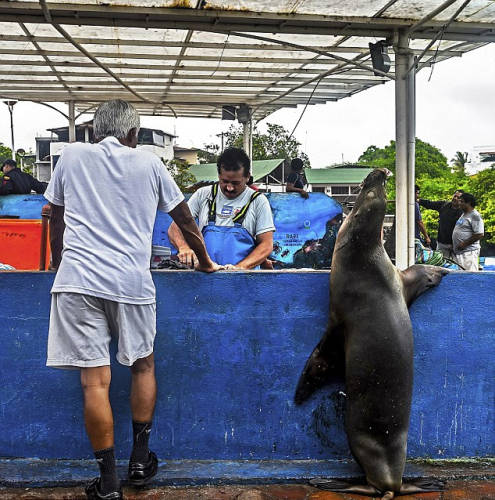 海獅變魚攤?？?排隊(duì)“購買”金槍魚