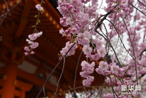 莫負(fù)人間四月天 莫負(fù)人間四月天