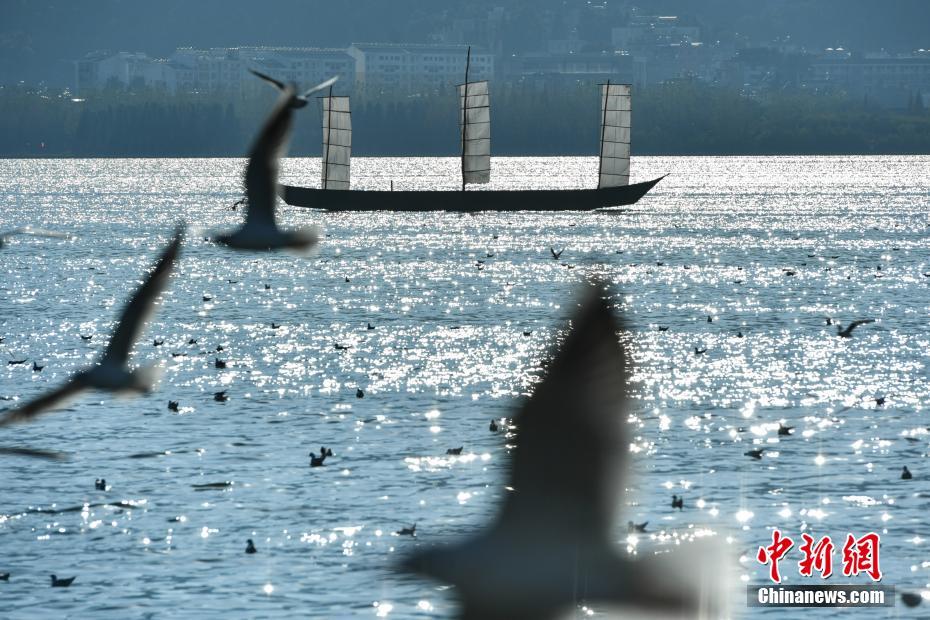 萬只紅嘴鷗飛抵昆明滇池 萬只紅嘴鷗飛抵昆明滇池