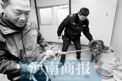 麻藥起作用后，這只藏獒被執(zhí)法人員控制