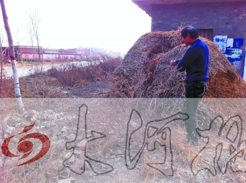 張哥、張弟就是在這兒撿到的投毒面包。