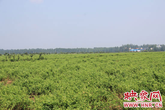 淅川縣九重鎮(zhèn)唐王橋村金銀花種植基地