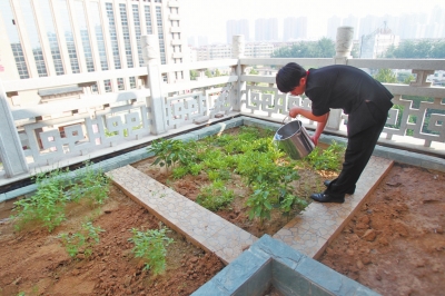 鄭州某酒店在樓頂打造的菜園子，服務(wù)員正在澆水。