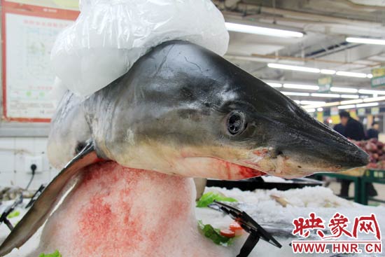 這條鯊魚(yú)長(zhǎng)約1.5米，寬約0.5米，上身被碎冰覆蓋，保存較完整。