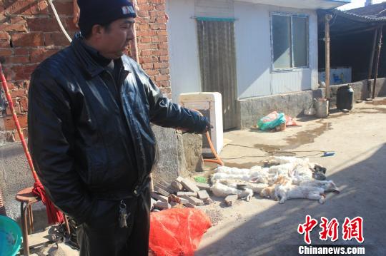 圖為家禽收購(gòu)點(diǎn)的陳姓工作人員介紹，是這些愛(ài)狗人士的封堵讓這些兔子無(wú)辜死去。　馬義恒　攝