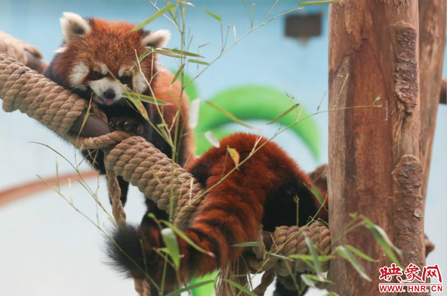 憨態(tài)可掬的小熊貓備受小朋友們的喜愛。