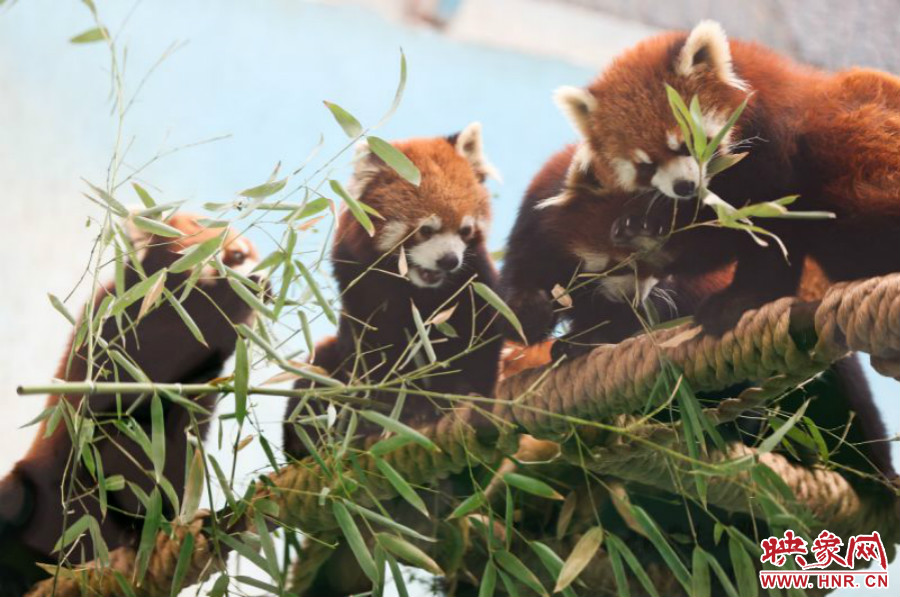 18只小熊貓正在進(jìn)食。