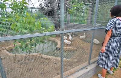 救助鳥類的大籠子里沒有鳥類，鴨子和鵝占了“鵲巢