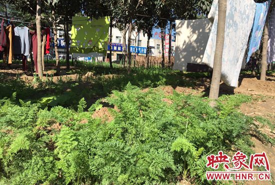 西四環(huán)中原路交叉口，大片生態(tài)廊道被毀，變成私家菜園。