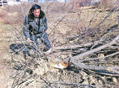 問周邊的人，都說白天沒見有人推樹，可能是夜里被鏟車推的