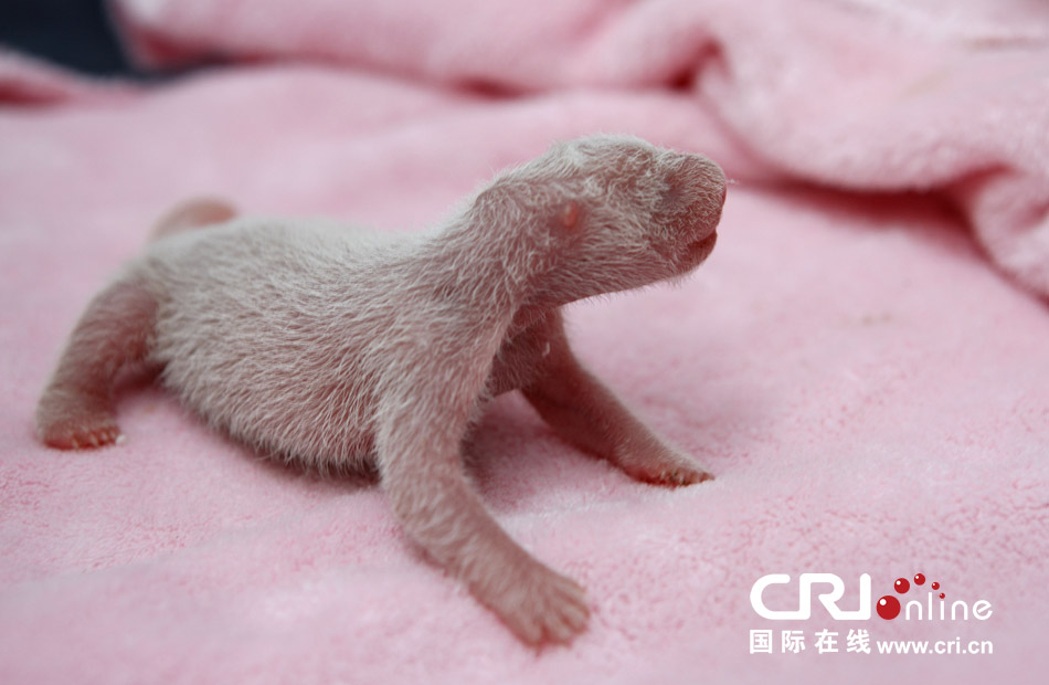 2013年7月11日，成都大熊貓繁育研究基地月亮產(chǎn)房，新生大熊貓寶寶在育嬰箱里憨態(tài)可掬。