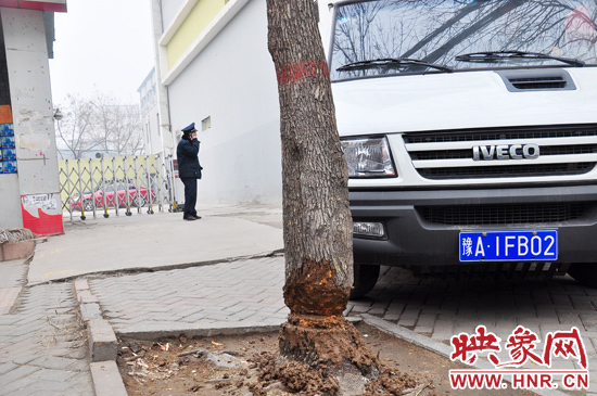 據(jù)了解，這棵樹在一家名叫“蝸牛之家”賓館專用停車場的出口處的南側(cè)，與北側(cè)的另外一棵白蠟樹有三四米的距