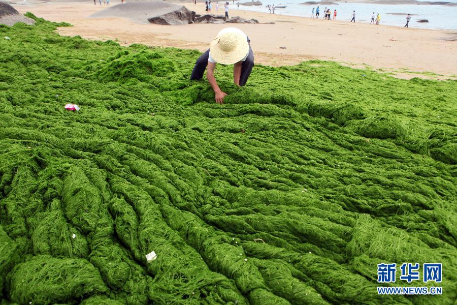 6月10日，山東日照市萬(wàn)平口景區(qū)管理部門組織工作人員在清理海灘上的滸苔。