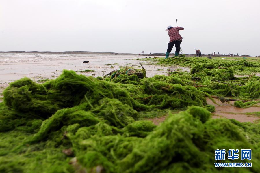6月10日，山東日照市萬(wàn)平口景區(qū)管理部門組織工作人員在清理海灘上的滸苔。
