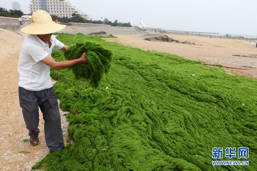 6月10日，山東日照市萬(wàn)平口景區(qū)管理部門組織工作人員在清理海灘上的滸苔。