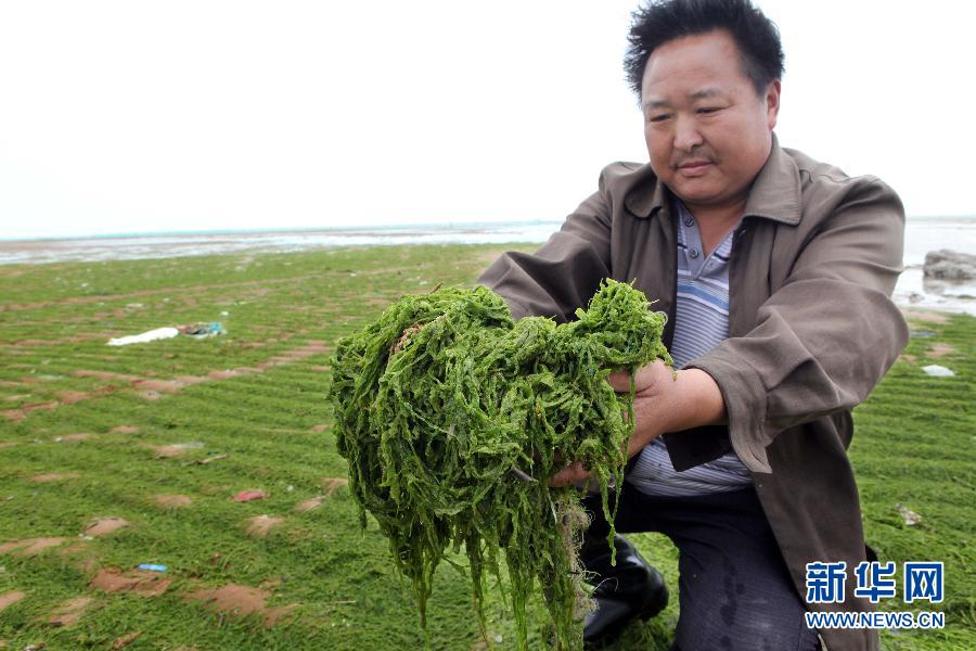 6月10日，在江蘇省連云港市贛榆縣海州灣旅游度假區(qū)，一名漁民在展示清理的滸苔。