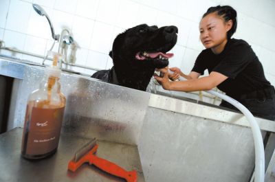 天熱時(shí),搜油犬會(huì)天天洗澡。