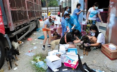 昨日下午,志愿者對(duì)攔截下來的狗逐一檢查,分類進(jìn)行管理。