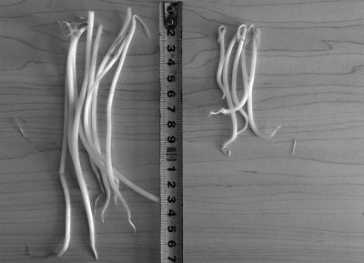 “黑作坊”制售的豆芽（左）和超市銷售的豆芽（右）長度形成鮮明對比。