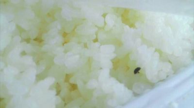 陸先生在高鐵上購(gòu)買的“梅菜扣肉套餐”盒飯。盒飯中的米飯上有芝麻狀的黑色小蟲(chóng)。