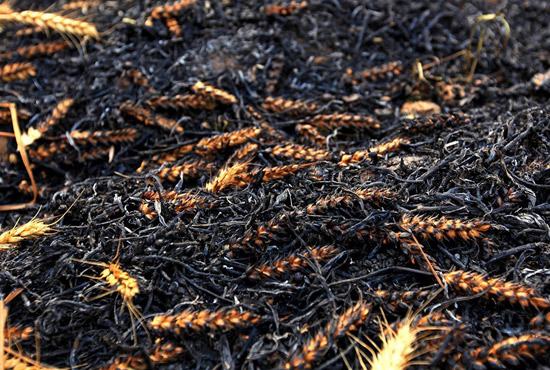 火被撲滅后的麥田。