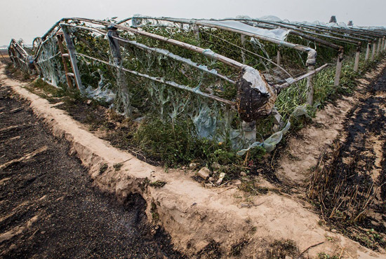 內(nèi)黃縣梁莊鎮(zhèn)南前桐村被燒壞的蔬菜大棚。