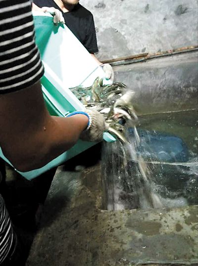 主人將撈上來(lái)的魚(yú)放進(jìn)魚(yú)池。