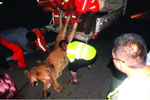 這頭母獅體態(tài)彪悍，重達400斤左右 網(wǎng)絡圖片　