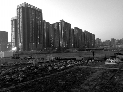 荒地上除堆放一些雜物外，還被附近居民種上了一片大白菜。