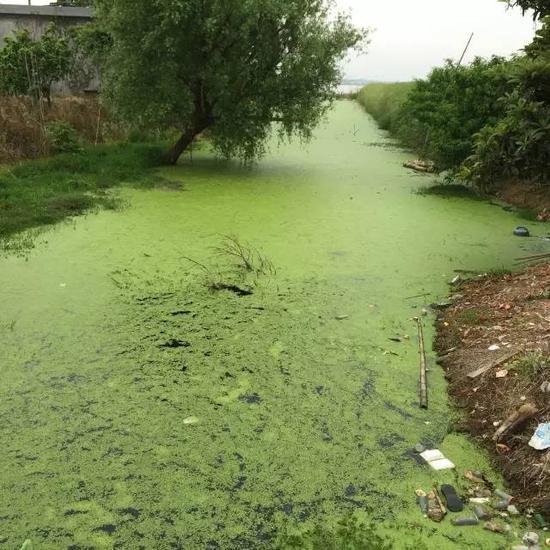水污染現(xiàn)場(chǎng)，2015年7月 洞庭湖腹地湖南省安鄉(xiāng)縣安豐鄉(xiāng)出口洲社區(qū)房前屋后水網(wǎng)密布，但水污染嚴(yán)重水體發(fā)臭 新華社記者周楠攝