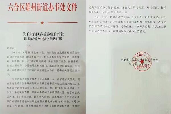 交匯點10月10日消息， 10日晚上，一則消息在南京人的朋友圈和微信群里瘋傳，網(wǎng)傳消息稱：六合雄州街道山北村一個農(nóng)莊私自養(yǎng)眼鏡蛇，幾天前突然跑出來了，估計二三百條。交匯點記者向六合區(qū)委宣傳部相關(guān)人士求證，證實了此事確實發(fā)生。