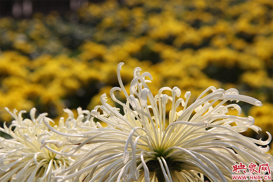 菊花飄香。