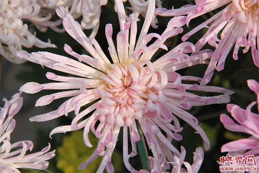 菊花綻放美麗。