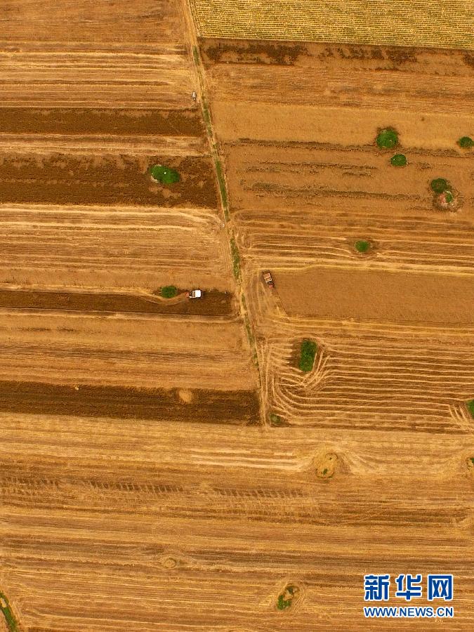 這是5月28日在河南省南陽市唐河縣甘河灣村航拍的麥?zhǔn)宅F(xiàn)場。