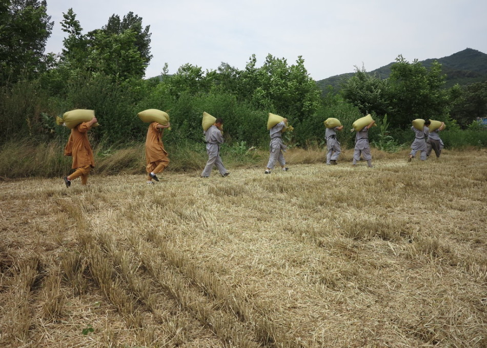 武僧在田間肩扛糧食。