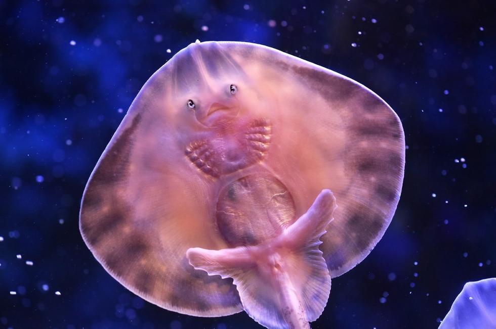 它頭上長得像眼睛的東西其實是它腹部的腮。