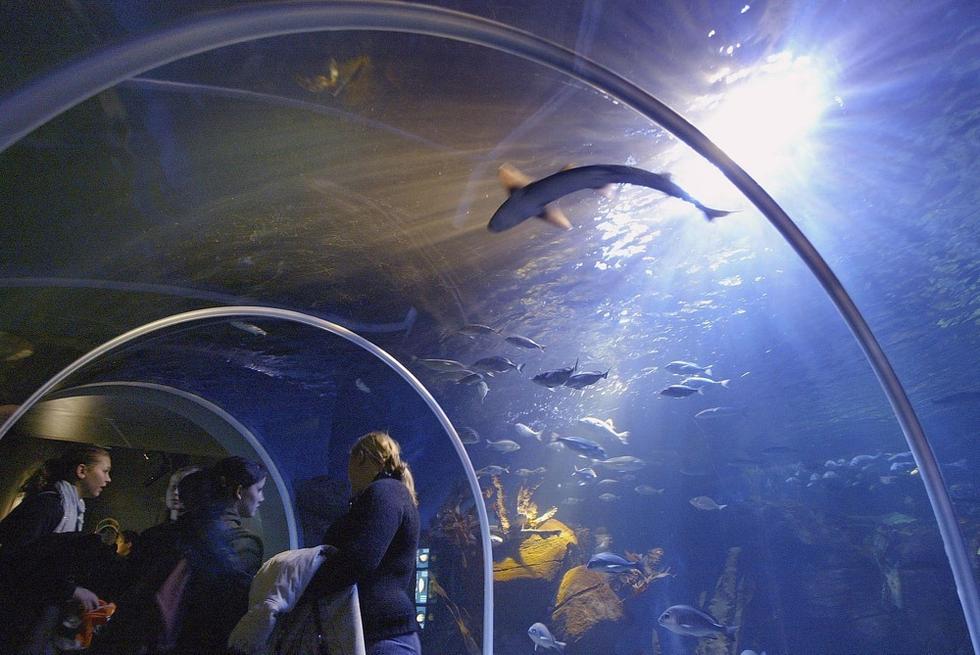 游人們穿梭在海底隧道。