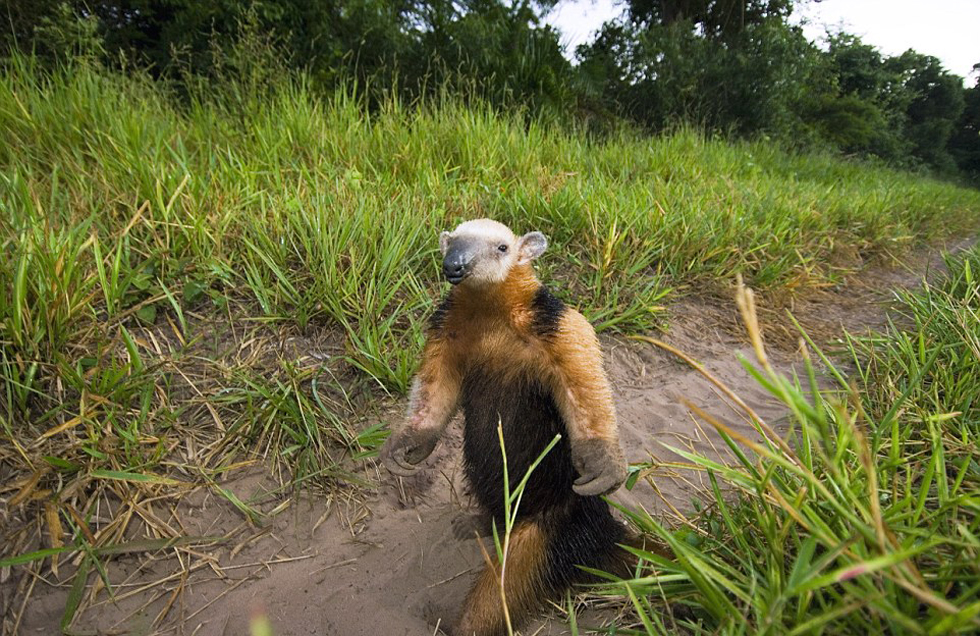 這頭食蟻獸站起來是想在車前顯得自己更高大一點。（網(wǎng)頁截圖）