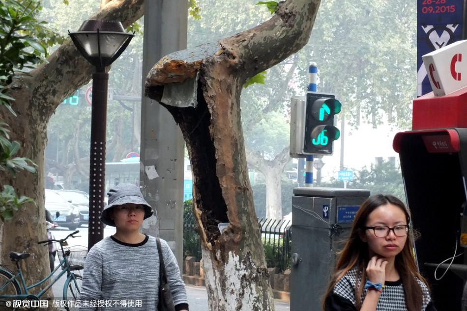 南京千株梧桐樹(shù)淪為“垃圾箱”