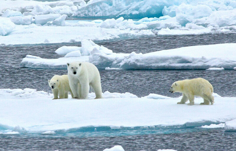 北極熊寶寶突然向后滑倒，摔了個(gè)四腳朝天