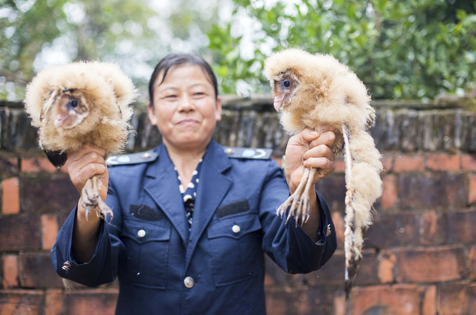 11月6日，記者聯(lián)系上都昌縣的村民危億玲，她是撿到雛鳥的曹女士的兒媳。她向記者介紹，稱他們家住在蔡嶺鎮(zhèn)北炎村港邊舍自然村，她婆婆11月4日下午上山采茶籽時(shí)，在樹下發(fā)現(xiàn)了5只可愛的雛鳥并帶回了家。