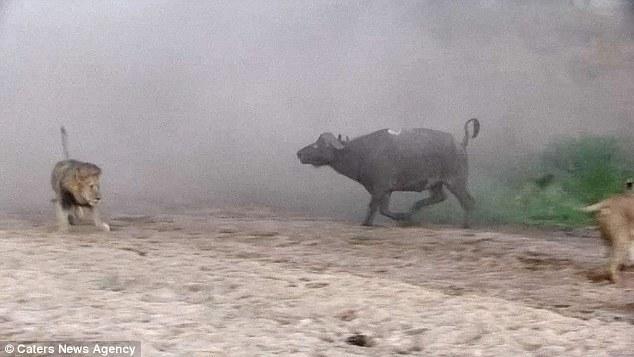 然后在獅群還在打架時悄悄地溜走了，留下一個瀟灑的背影。