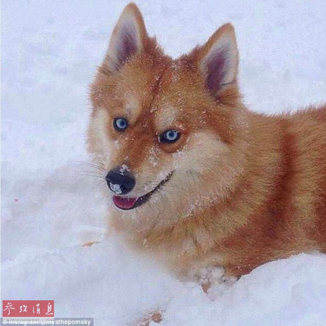 狐貍還是狗？藍(lán)眼睛萌寵走紅網(wǎng)絡(luò)