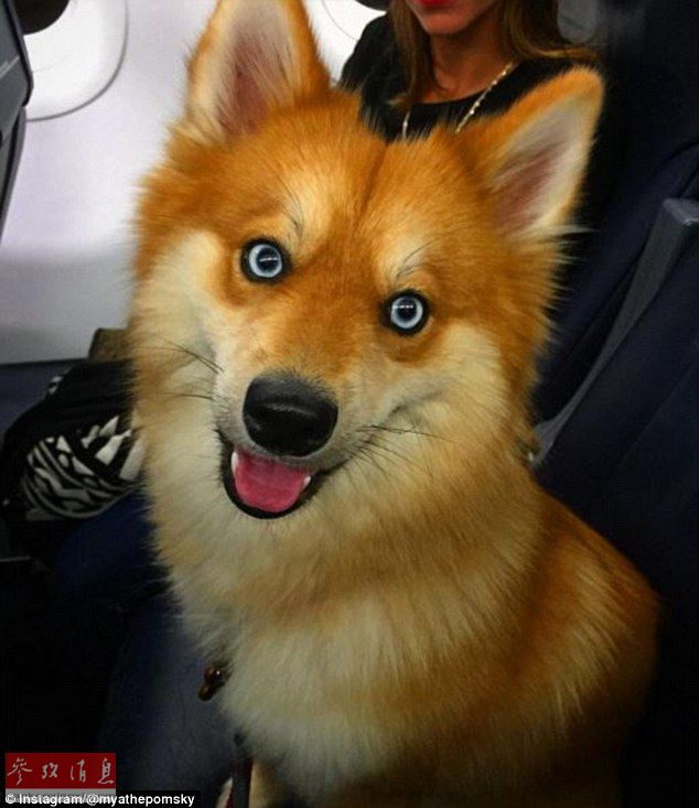 狐貍還是狗？藍(lán)眼睛萌寵走紅網(wǎng)絡(luò)