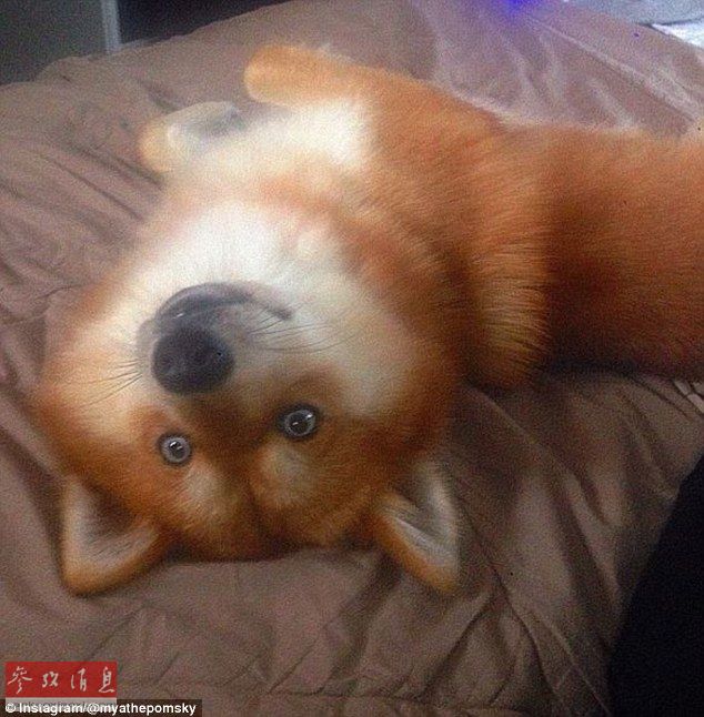 狐貍還是狗？藍(lán)眼睛萌寵走紅網(wǎng)絡(luò)