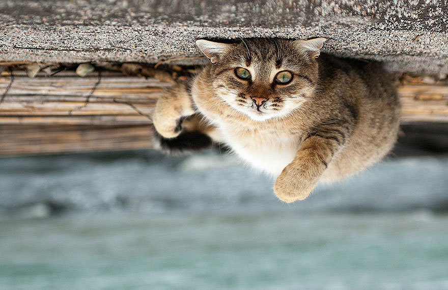 它們都是表情帝！一組不可思議的動(dòng)物肖像