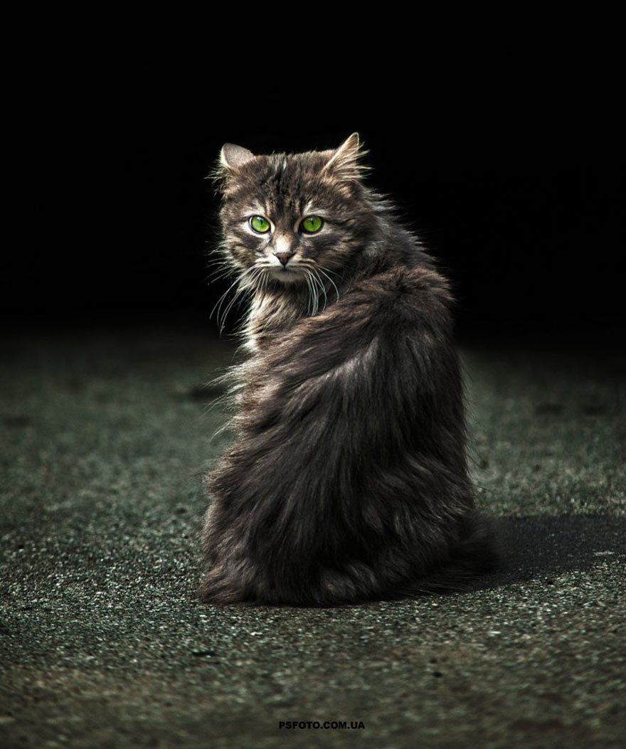 它們都是表情帝！一組不可思議的動(dòng)物肖像