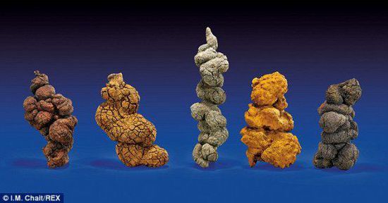 古時(shí)海龜五份糞便樣本也將拍賣。