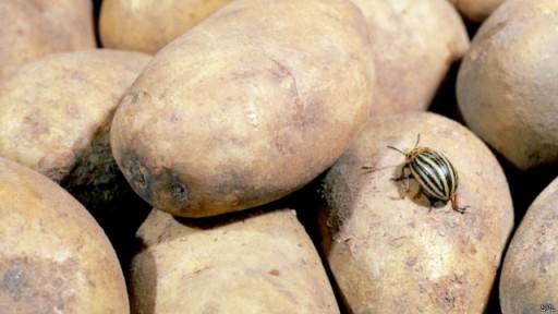 英媒曝最奇葩急救電話(huà)：土豆變綠還能吃嗎（圖）